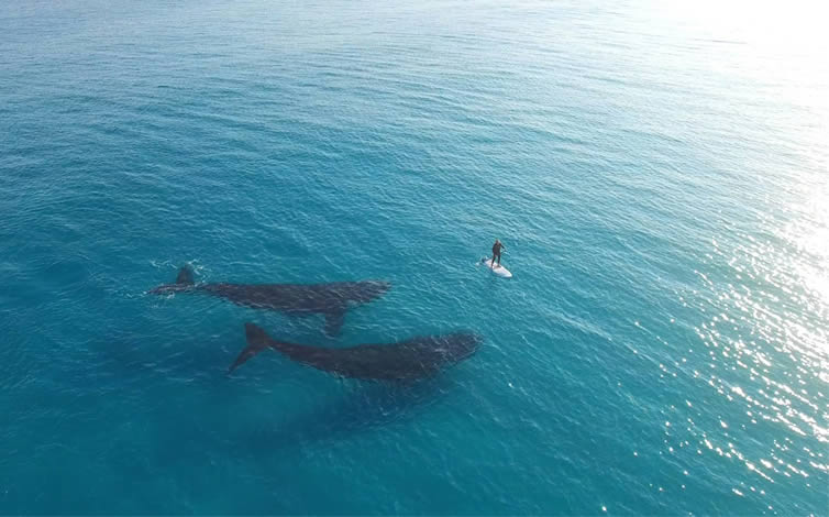 Maui paddleboarding centres, Maui